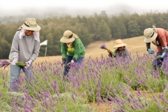 Kula Lavendar Farm