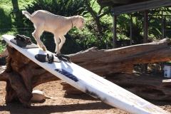 Surfing Goat Dairy Farm