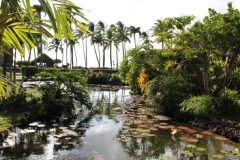 Tranquil Koi Pond at Papakea
